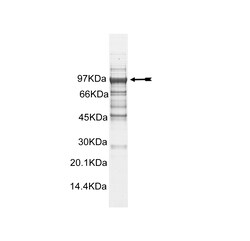 Eurofins DiscoverX MSK2 Protein, Active 250 &mu;g | Buy Online | Eurofins DiscoverX | Fisher Scientific